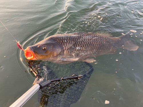 コイの釣果