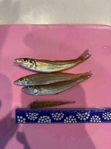 キスの釣果