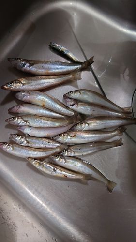 シロギスの釣果