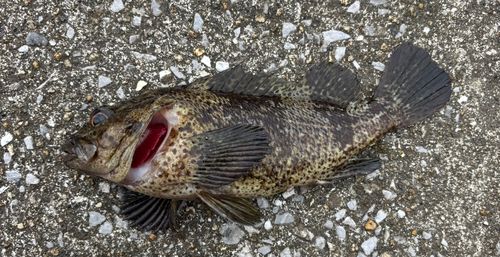 タケノコメバルの釣果