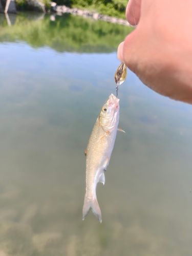 ウグイの釣果