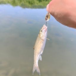 ウグイ