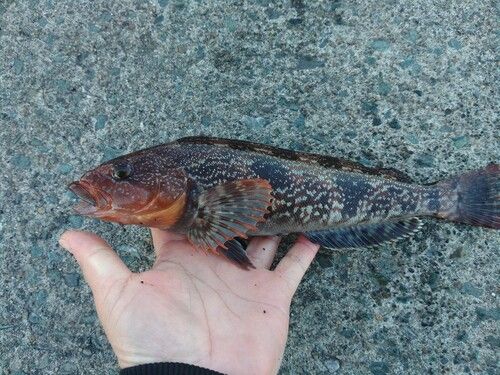 アイナメの釣果
