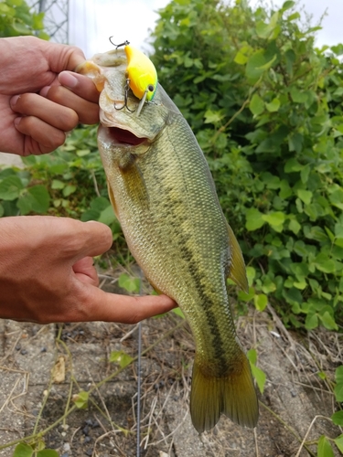 ブラックバスの釣果