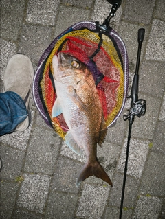マダイの釣果