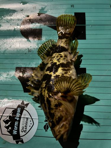 タケノコメバルの釣果