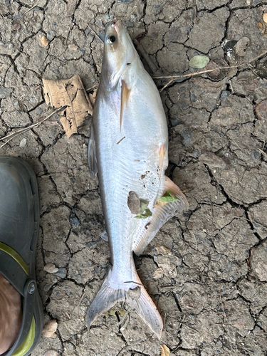 釣果