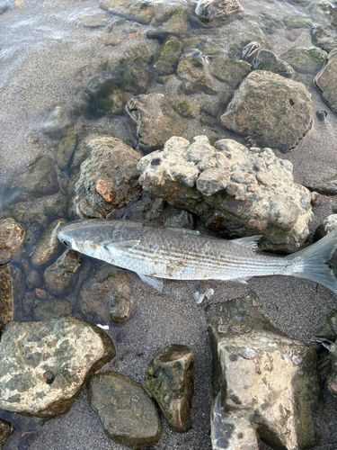 ボラの釣果