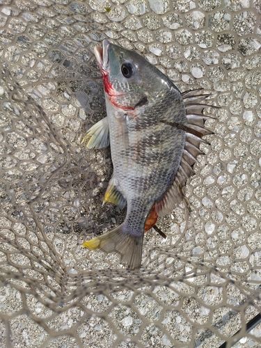 キビレの釣果