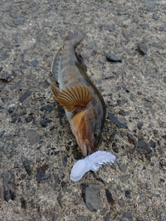 アイナメの釣果
