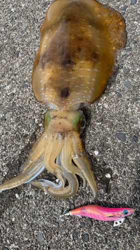 アオリイカの釣果