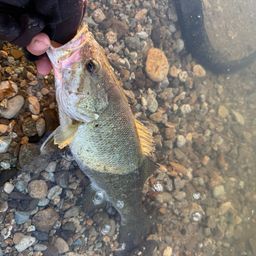 スモールマウスバス