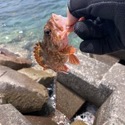 カサゴ