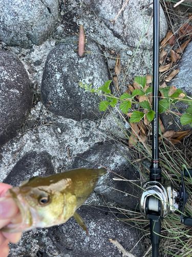 ブラックバスの釣果