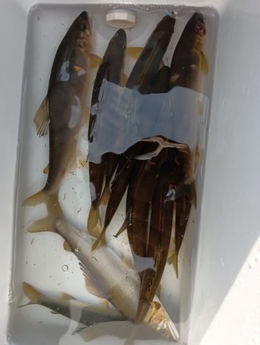 アユの釣果