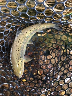 ブラウントラウトの釣果