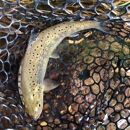 ブラウントラウト