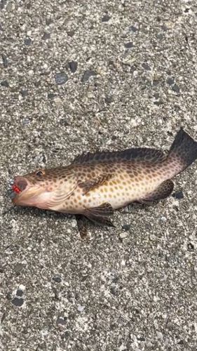 オオモンハタ