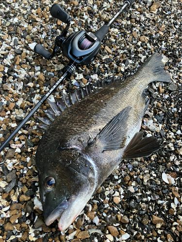 クロダイの釣果