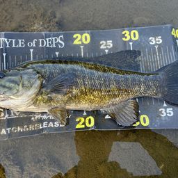 スモールマウスバス