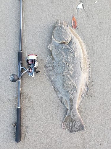 ヒラメの釣果