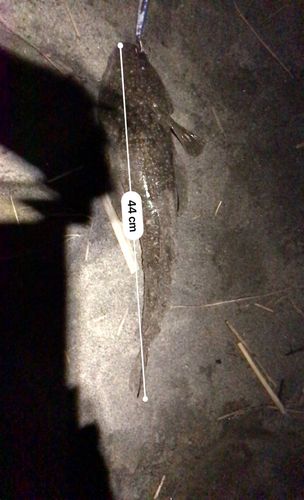 マゴチの釣果