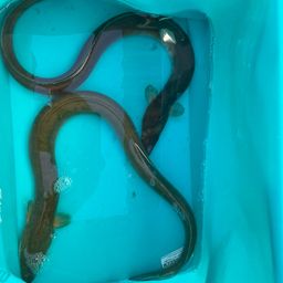 ウナギ