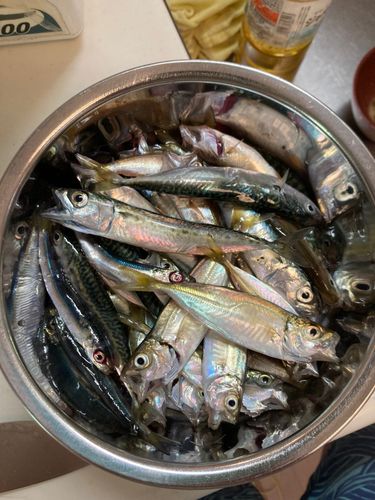 サバの釣果