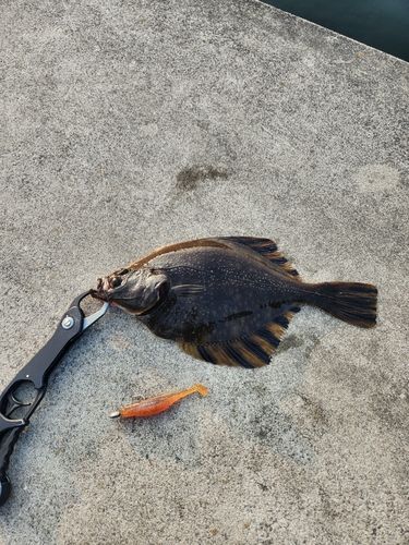 ヌマガレイの釣果