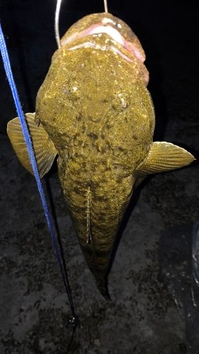 マゴチの釣果