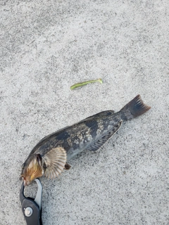 アイナメの釣果