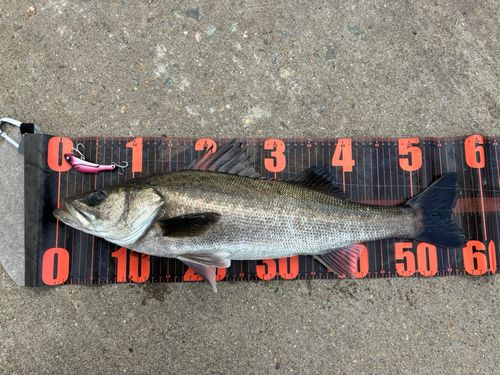 スズキの釣果