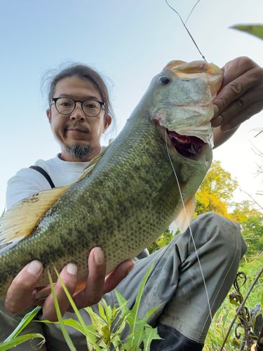ブラックバスの釣果