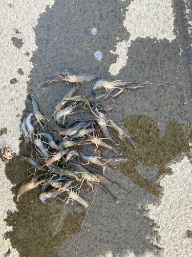 テナガエビの釣果