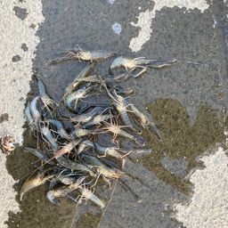 テナガエビ