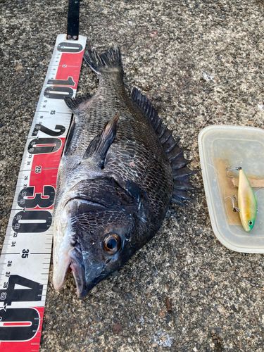 クロダイの釣果