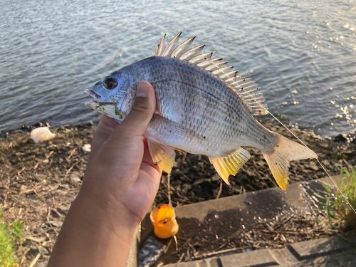 キビレの釣果