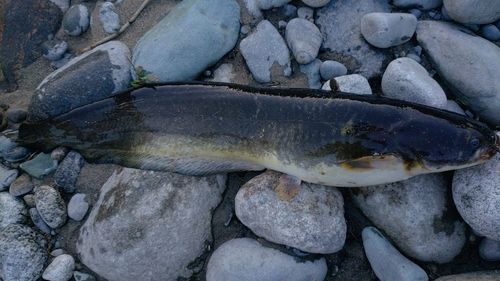 ナマズの釣果