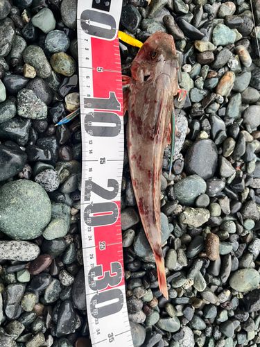 ホウボウの釣果