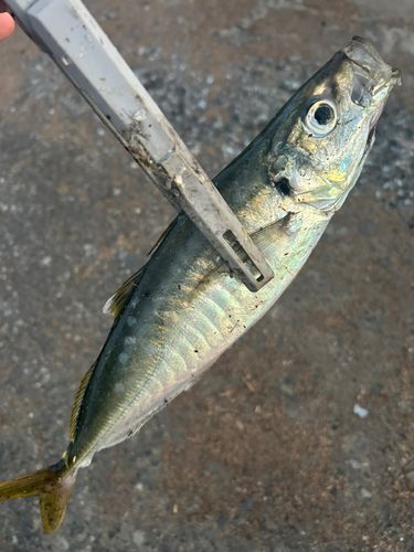 マルアジの釣果