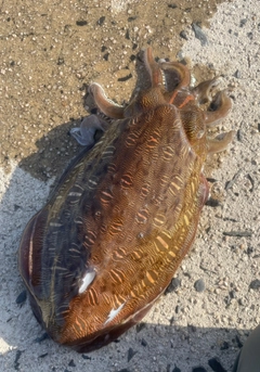 コウイカの釣果