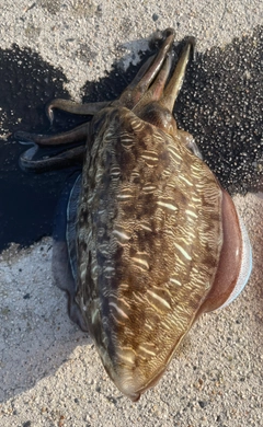 コウイカの釣果