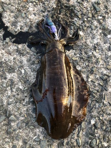 アオリイカの釣果
