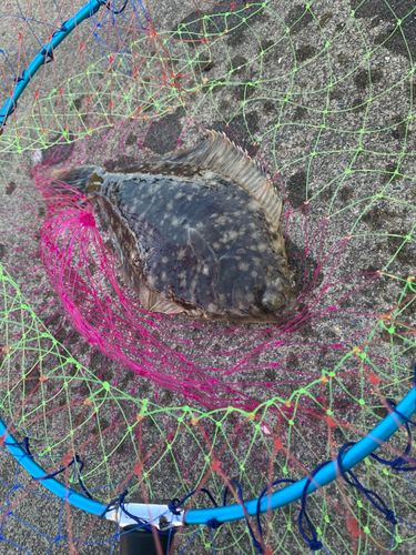 マコガレイの釣果