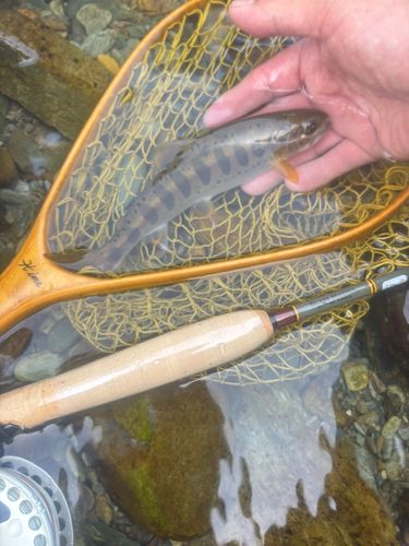 アマゴの釣果