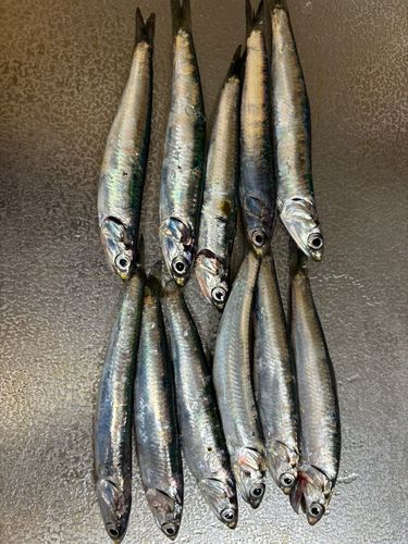 カタクチイワシの釣果