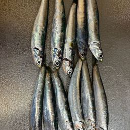 カタクチイワシ