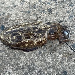 モンゴウイカ