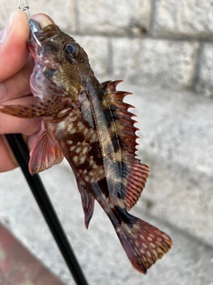 カサゴの釣果