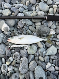 ワカシの釣果